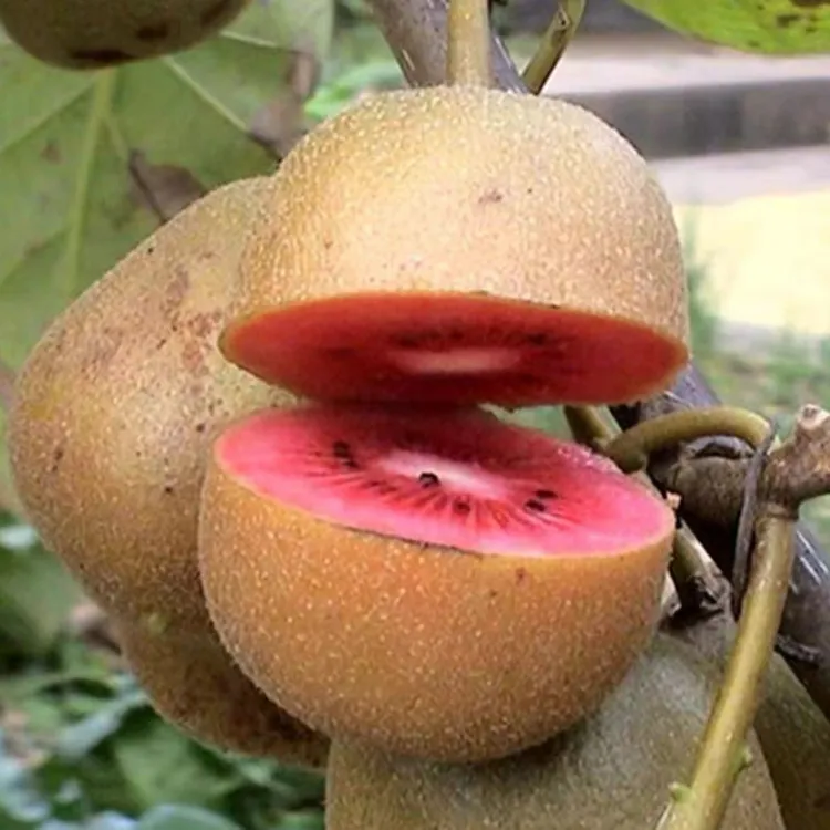 猕猴桃树苗红肉猕猴桃苗盆栽地栽南方北方种植抗严寒 耐高温