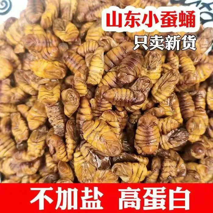 小蚕蛹金丝蚕蛹新货新鲜速冻个大饱满生鲜蚕蛹