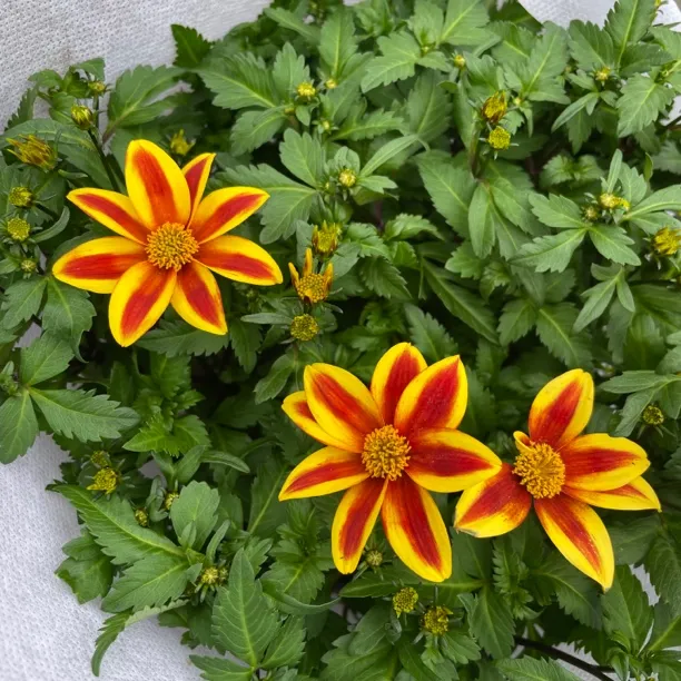 金悠菊盆栽鬼针草庭院花园好养