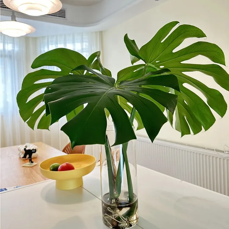 【买一叶送一叶】五年老桩开背鲜切室内水培植物龟背竹好养护去甲醛