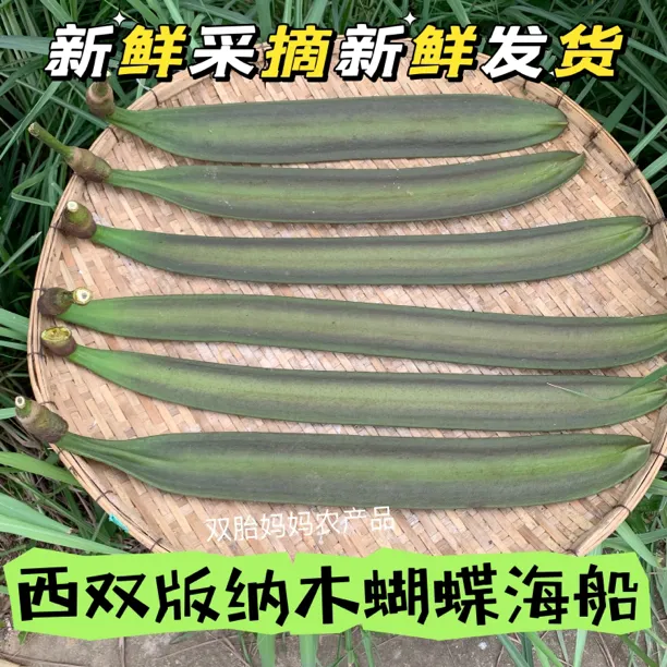 版纳老品种木蝴蝶新鲜海船千张纸海床新鲜现摘发1个300-400克包邮