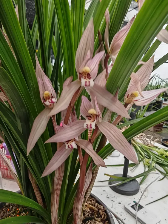 大红朱砂带花苞春剑名品
