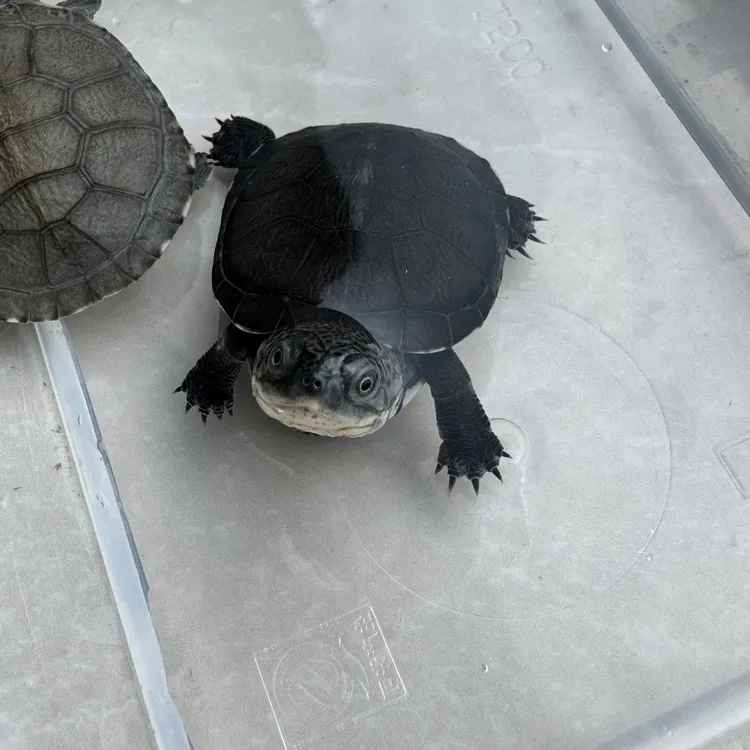 微笑脸沼泽龟，直播间一对一挑选活体拍下发货后不退，默认发中通