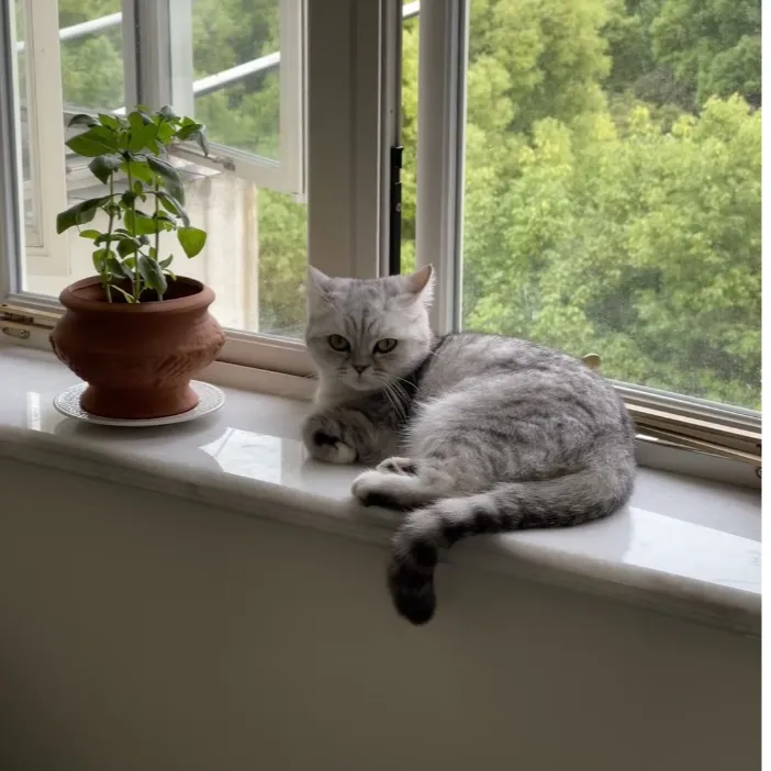 红陶无釉面透气吸水多肉花盆朱泥鼓盆透气兰花盆君子兰花盆素盆