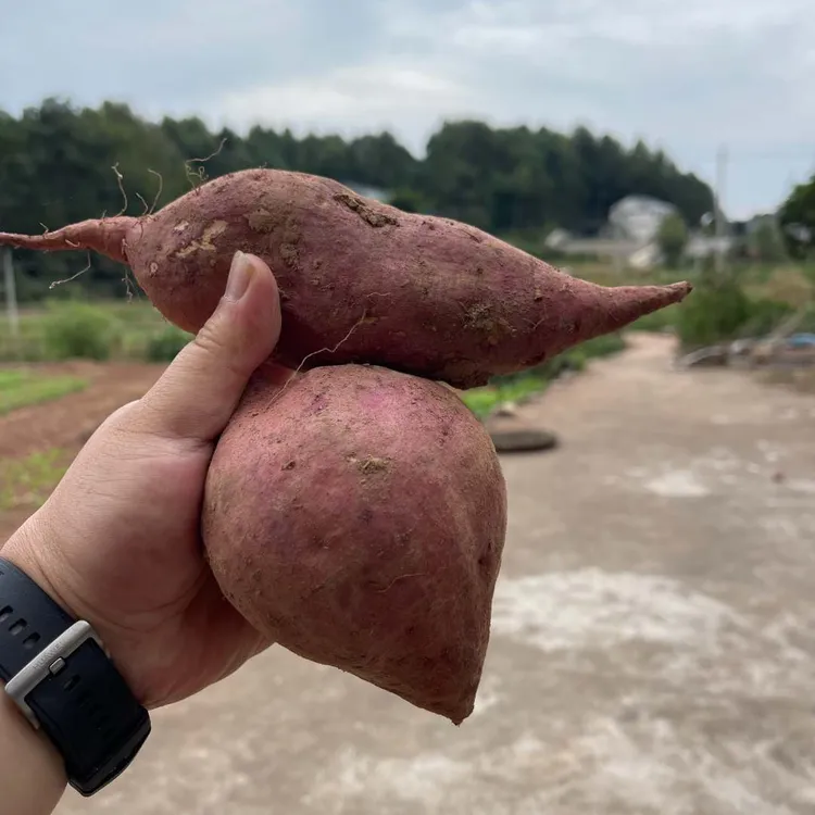 【 熊九零】湖南张家界土特产老品种红心红薯，粉面甜，真好吃