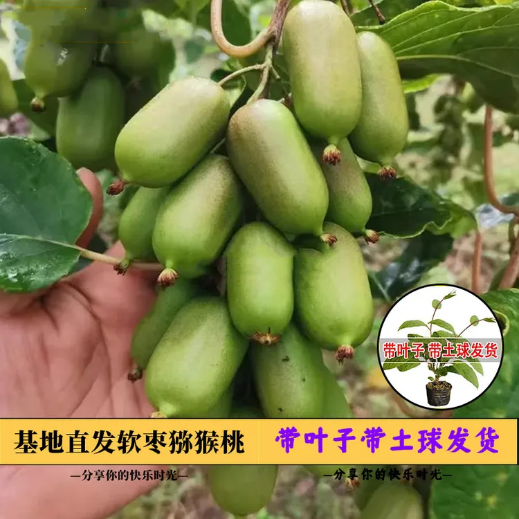 软枣猕猴桃果苗四季南方种植盆栽阳台庭院带土猕猴桃树苗