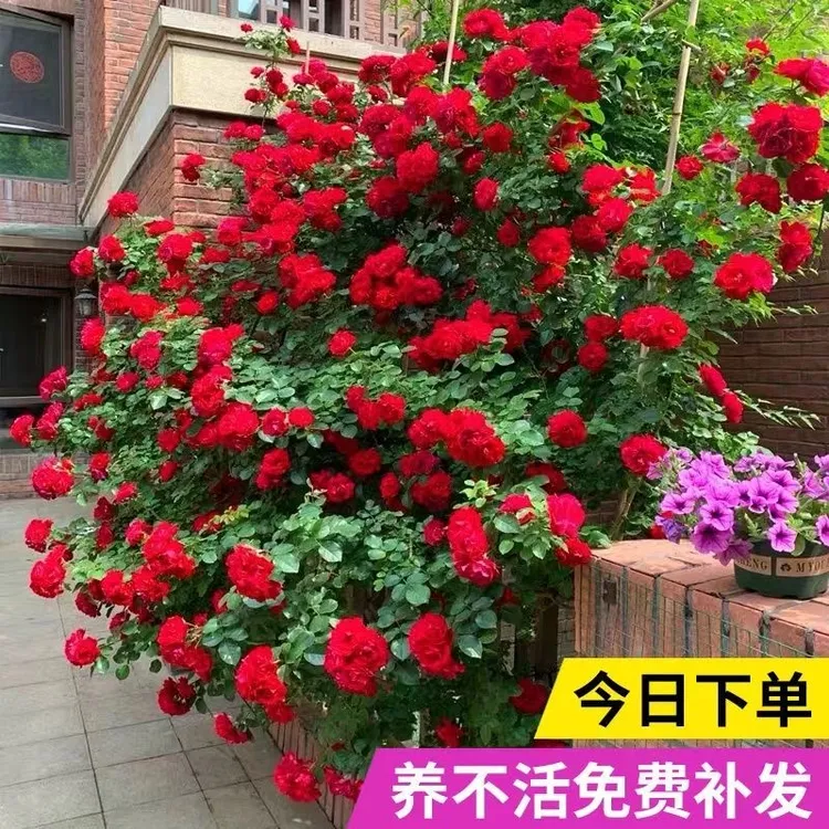 【四季红木香大苗】爬藤界的开花机器 耐寒扛冻好养易活阳台庭院