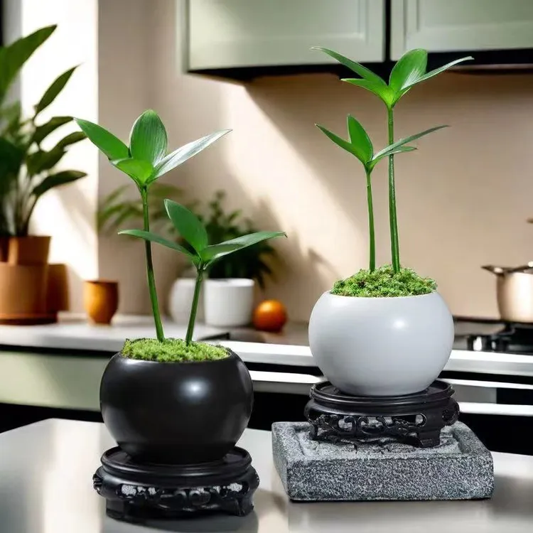 四叶草竹柏绿植花卉创意盆栽办公室桌面好养四季常青室内好看推