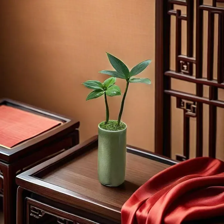 竹柏室内绿植办公室桌面摆件迷你小盆栽创意景观好养易活驱蚊花卉