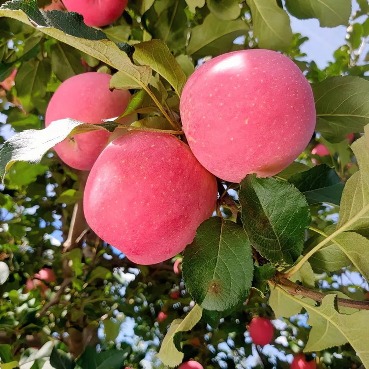 2025新鲜家乡苹果甘肃静宁泾川产区红富士脆甜满口爆汁优质绿色