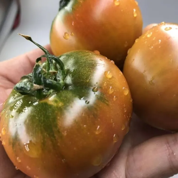 番茄草莓西红柿铁皮西红柿碱地西红柿油西红柿酸甜可口儿时味道