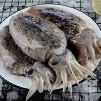 4斤巨大号墨鱼新鲜冷冻  海捕墨鱼煲汤 包饺子 山东日照顺丰发货