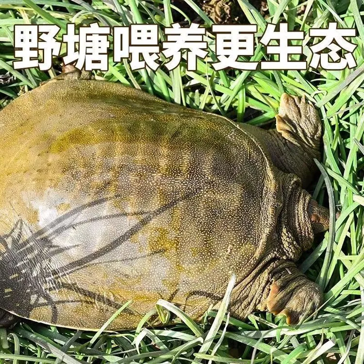 3-10斤江西正宗十年生态老甲鱼水产鲜活外塘冷水中华鳖团鱼王八龟