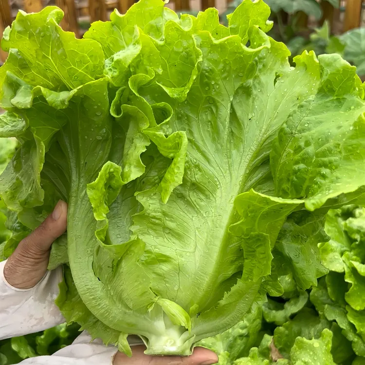 甜脆意大利生菜翠绿脆嫩爽口生吃生菜种籽盆栽大田南北方蔬菜种子
