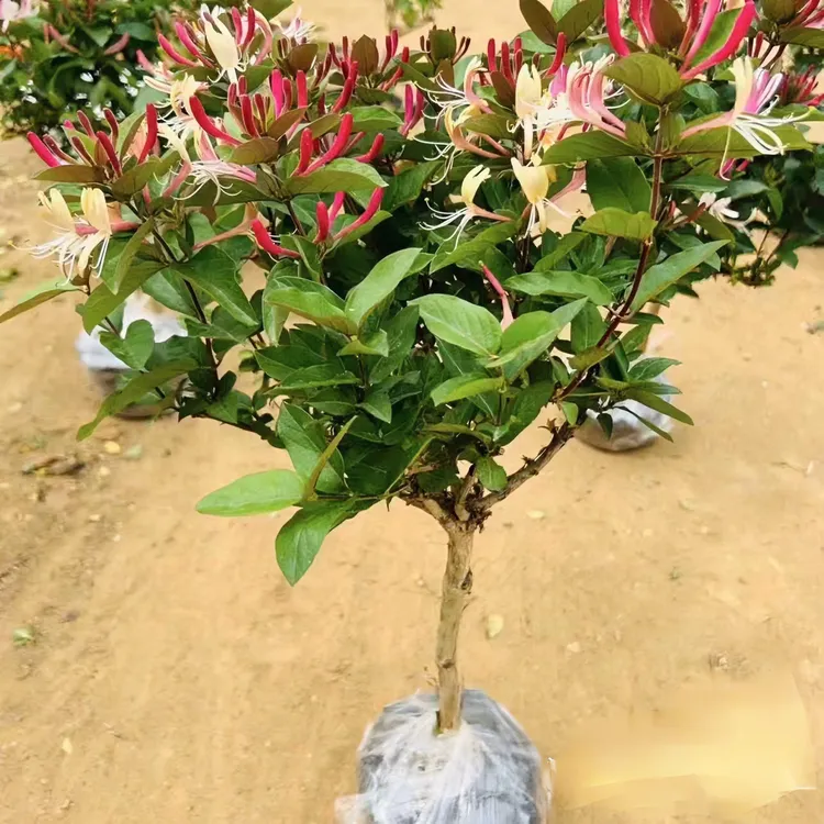 五彩金银花！浓香型香水金银花！盆栽地栽！室内外都可种植！好养易种