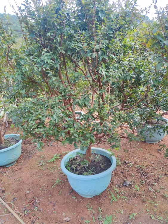 【绿植盆栽】直播间一物一拍