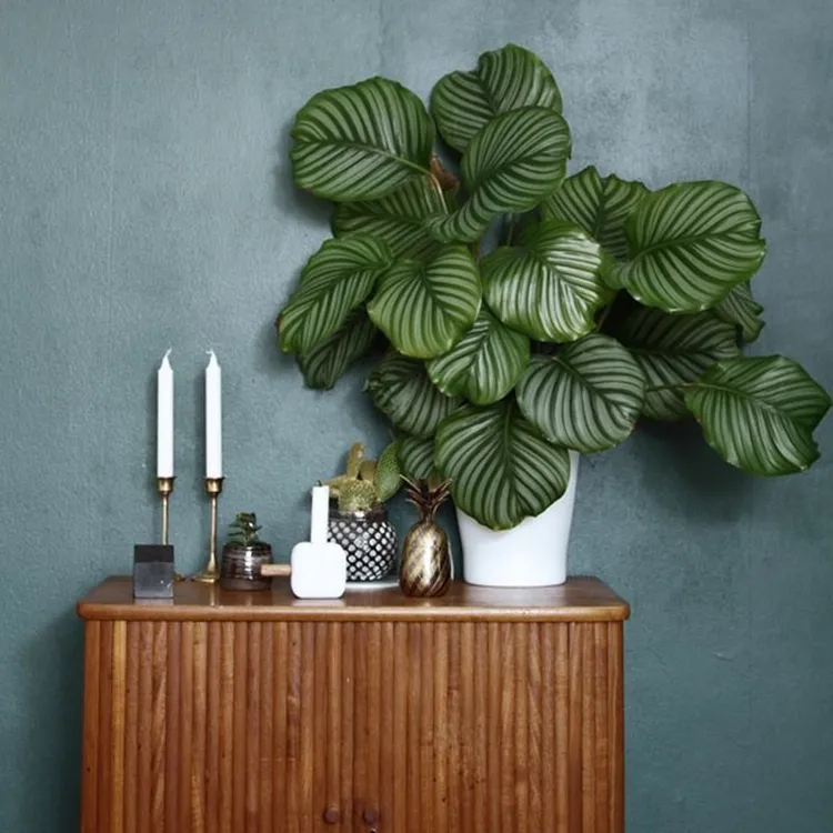 超大青苹果竹芋耐阴可水培绿植盆栽