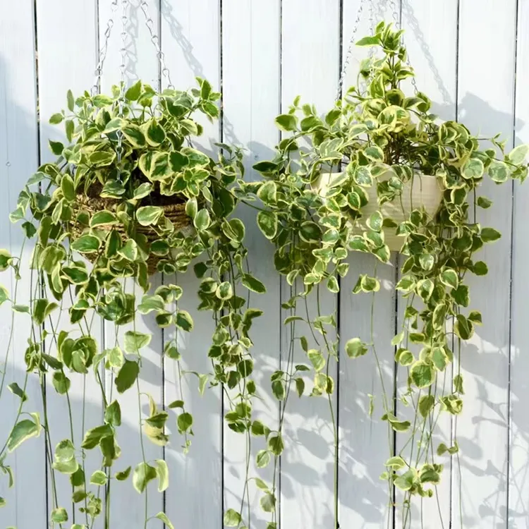 花叶蔓盆栽室内外垂吊植物庭院阳台吊兰四季常青多年生好养