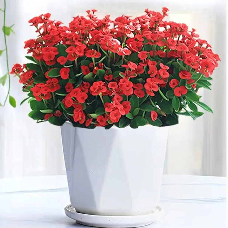 虎刺梅铁海棠花盆栽四季开花南北方好养喜庆植物