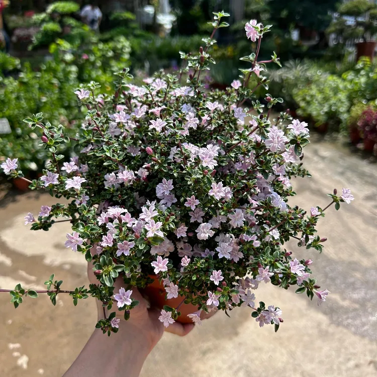 粉花（六月雪）多年生常绿木本四季开花室内外盆栽