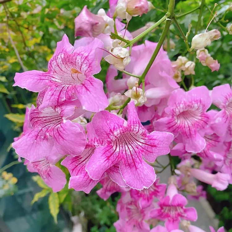 非洲凌霄花盆栽地栽爬藤耐热耐寒阳台庭院花卉