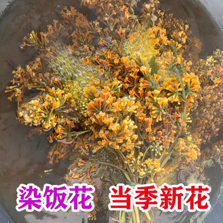 黄色密蒙花天然植物染料春季当季新鲜花晒干黄饭花