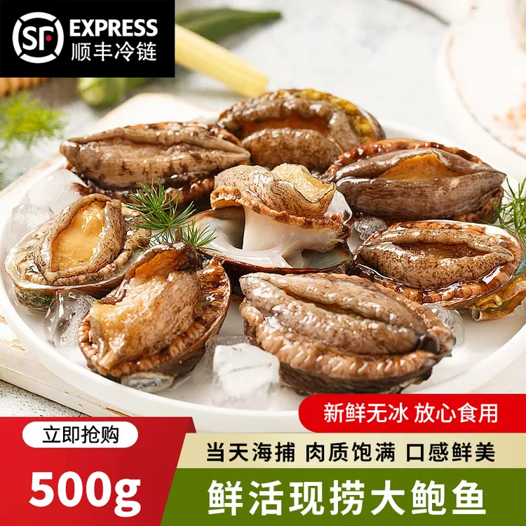 精选鲜活鲍鱼12头鲍 500g 深海捕捞鲍鱼口感鲜嫩新鲜干净急冻顺丰