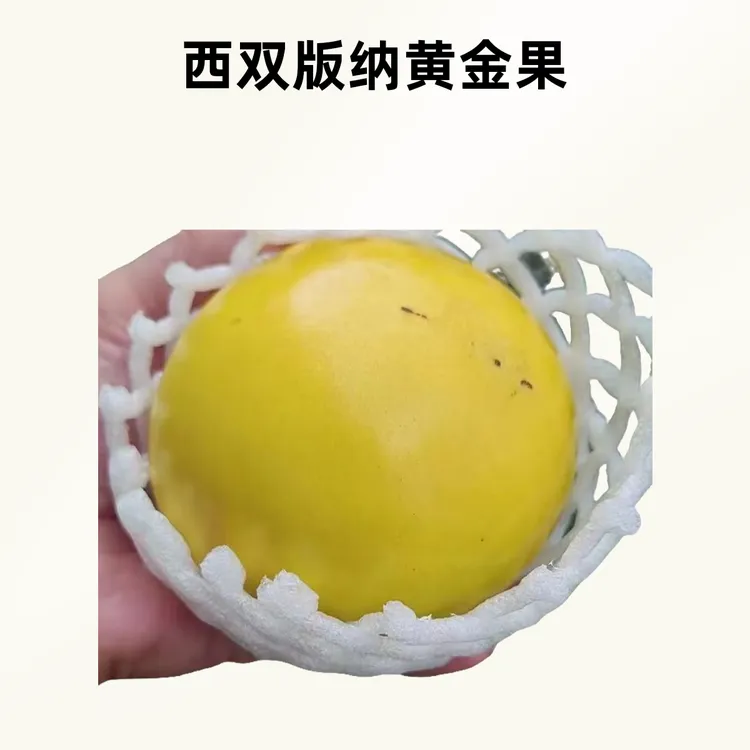 云南西双版纳黄金果冰淇淋果甜蜜蜜的口感非常好水份十足特产店买