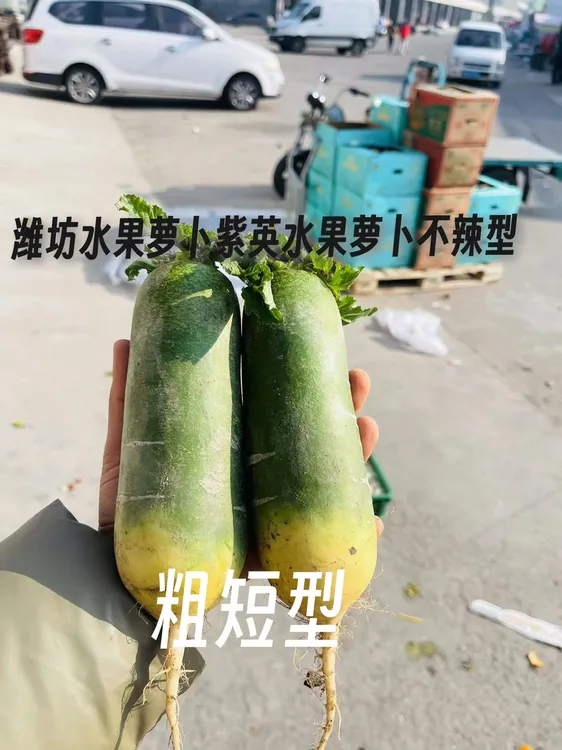 【脆甜不辣】正宗潍坊水果萝卜脆梨水果萝卜紫英水果萝卜非潍县萝卜