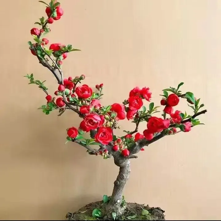 重瓣长寿冠海棠花盆栽长寿冠花卉室外植物室内盆景老桩耐寒植物