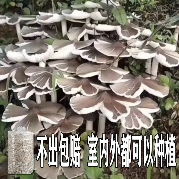 云南鸡枞菌 新鲜野生菌种 伞把姑三塔菌四季家种家庭室内阳台