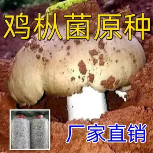 云南鸡枞菌斗鸡菌三塔菇菌种家种阳台菜地野外可种厂家直发