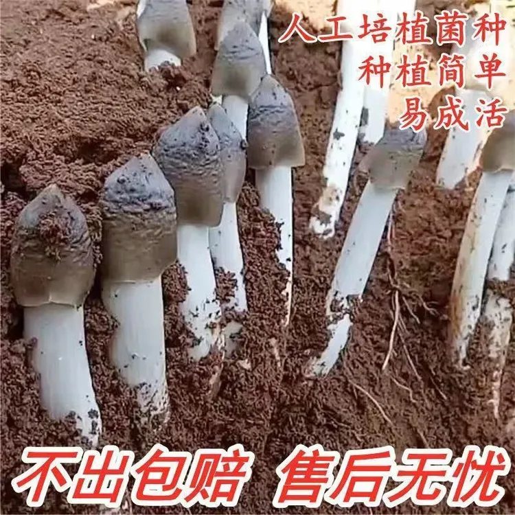 云南原种鸡枞菌菌种人工栽培新鲜蘑菇菌包可室内室外庭院野外种植