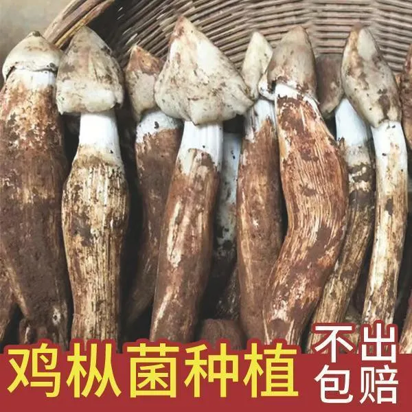 鸡枞菌包高产鸡枞伞把菇荔枝菌蘑菇菌家种菌种阳台花盆庭院种植