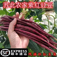 【顺丰快递】苏北东台农家紫红豇豆新鲜红豆角肉豆角当季蔬菜
