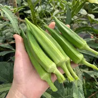 【顺丰包邮】农家露天秋葵嫩丝滑好吃