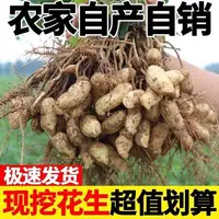 苏北东台农家自种花生新鲜现挖现发粉花生带壳泥可水煮包邮