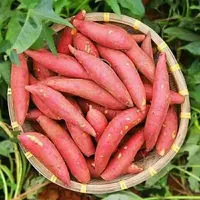 【顺丰包邮】楚楚农家小蜜薯板栗红薯新鲜软糯香甜黄心蜜薯