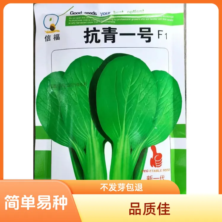 鸡毛菜种子上海青油菜种籽青菜速生小白菜种子口感嫩四季盆栽春季