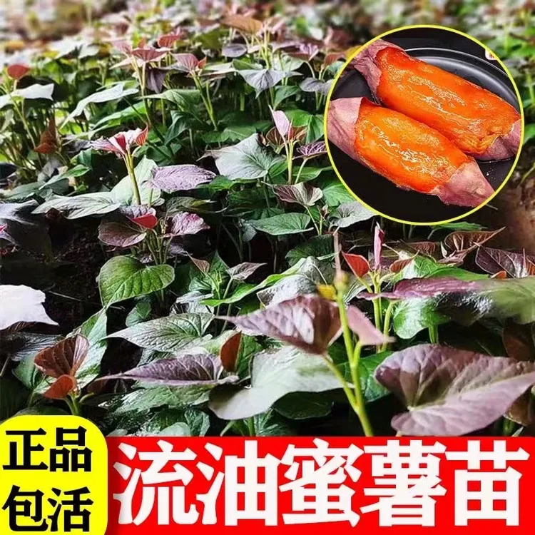 红薯地瓜苗烟薯25西瓜哈密紫蜜黄番红心秧种板栗高淀粉芽子