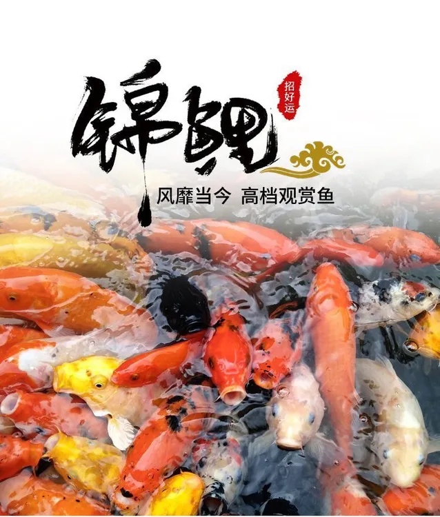 观赏鱼锦鲤好养易活冷水鱼淡水鱼小型宠物渔场直发包邮