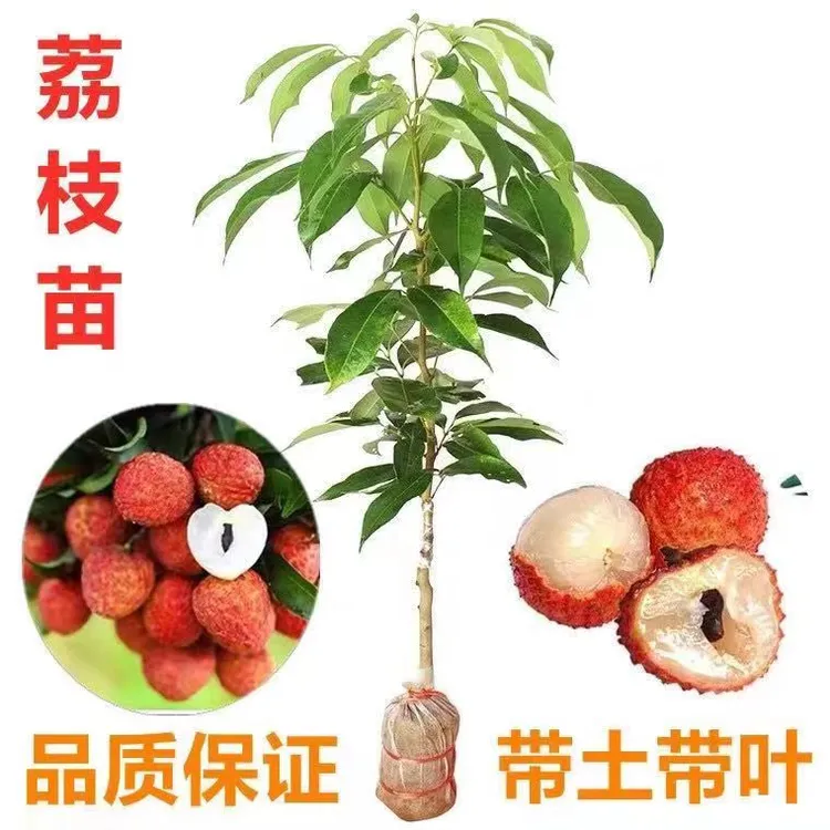 无核荔枝树苗大果新品种嫁接冰荔仙奉进桂味妃子笑荔枝树苗南方