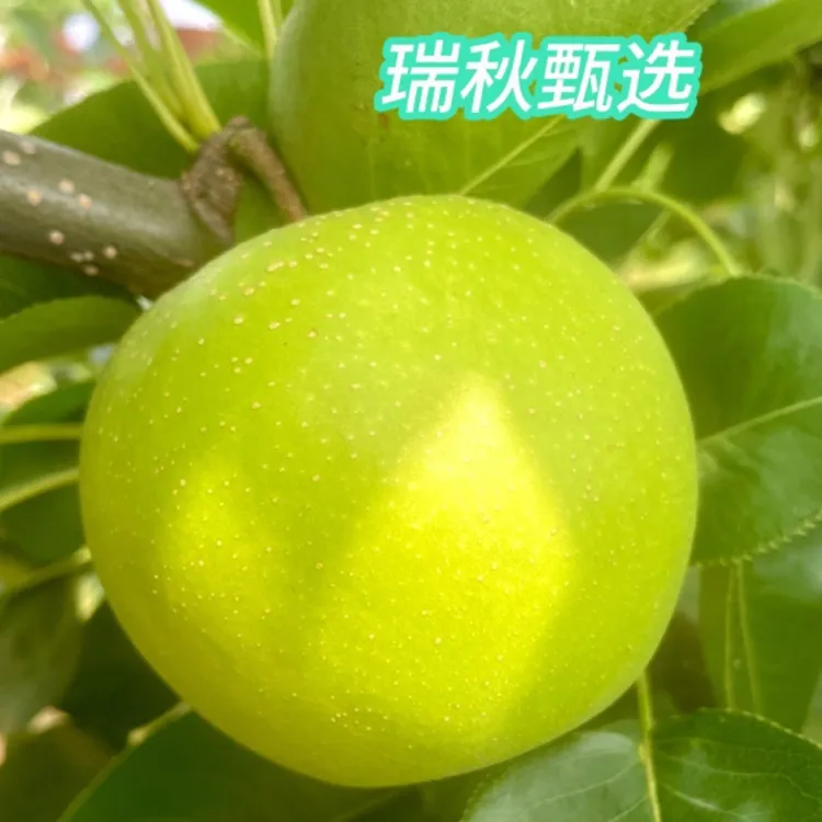 （顺丰包邮）翡翠蜜梨头荐大果脆甜多汁，入口化渣汁水多新鲜采摘