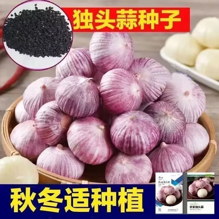 【独头蒜种子】 四季播种紫皮大蒜圆头蒜阳台庭院农家盆栽蔬菜种子