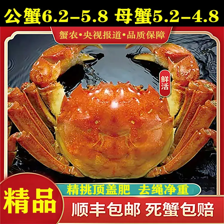 【精品】特大6.0规格公蟹5.0规格母蟹霸王蟹鲜活大闸蟹现货礼盒