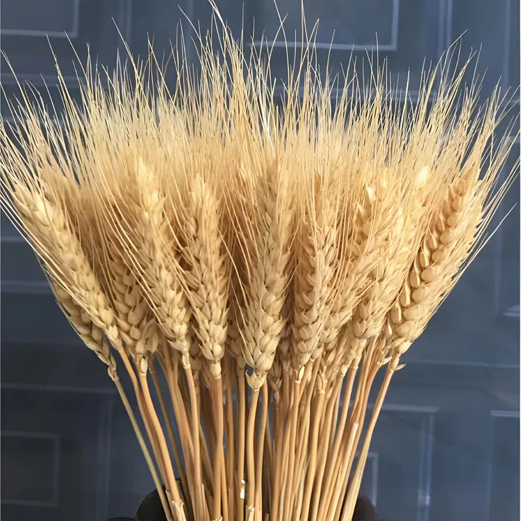 原生麦穗黄金大麦干花厂家麦穗开业大麦干花家居装饰麦穗干花花束