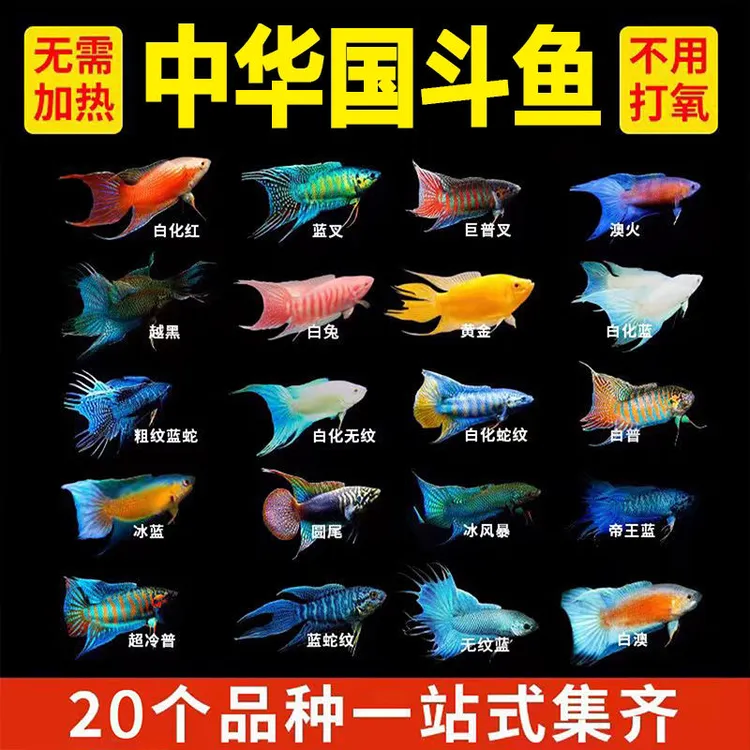 中国斗鱼直播间对图专用（一鱼一拍）易养活不用打氧观赏鱼