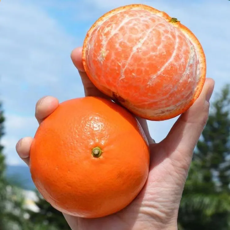 广西武鸣沃柑水果新鲜当季整箱柑橘子应季桔子沃柑