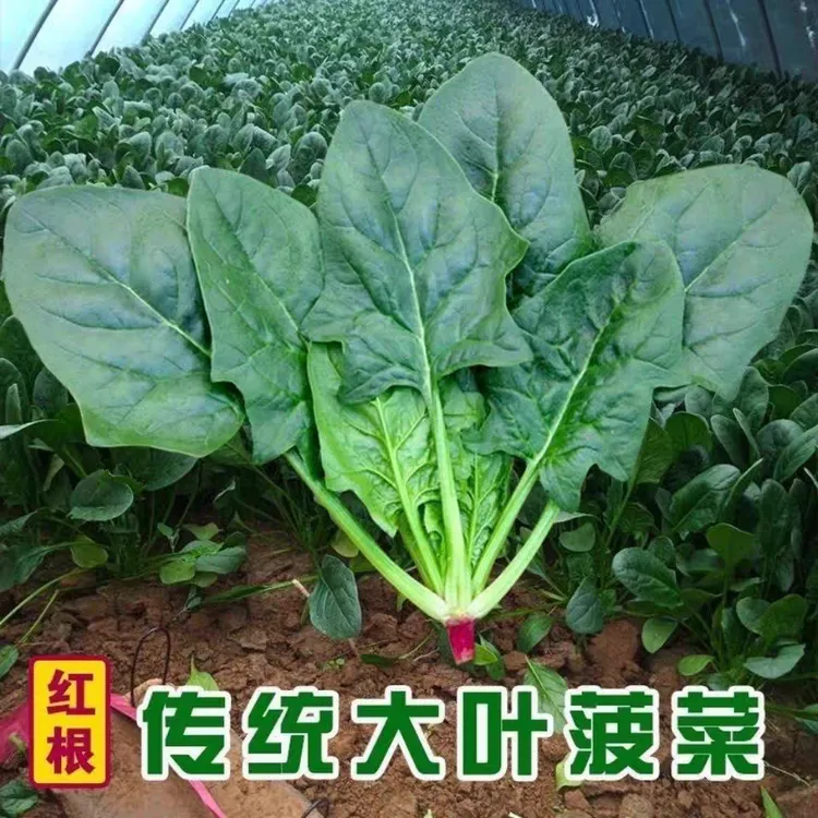大叶菠菜种子四季易种原生态菠菜籽种子抗病耐热