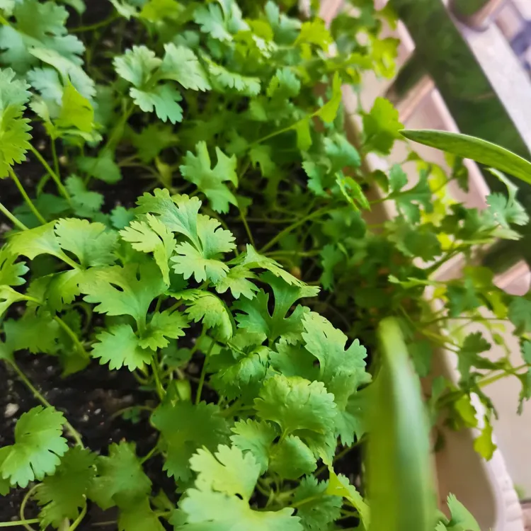 四季大叶香菜速生香菜浓香高产三天生香菜农家种